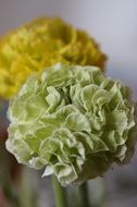 tender ranunculus flower close