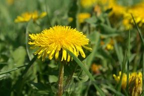 dandelions in bloom among the grass