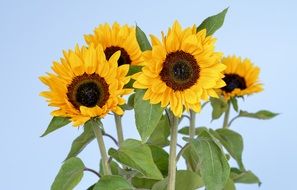 Yellow sunflower plants