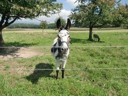 Donkey behind the fence on the green grass