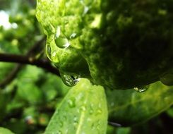 lemon after rain on a blurred background