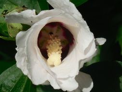 white hibiscus flower in bloom