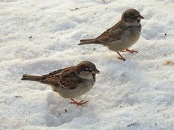 Sparrow stand in the snow