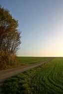 trees and bushes in the field