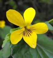 tiny yellow viola glabella flower