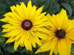 sunflower flowers