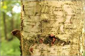 the bark of the white birch