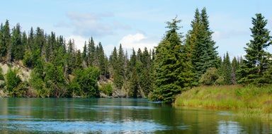 spruce trees at calm river