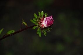 pink anemones with green leaf macro