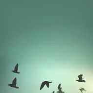 flight of birds under the sky