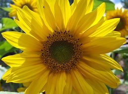 sunflower garden bug