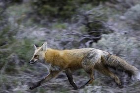 vulpes wildlife red fox predator