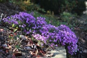 purple tufted phlox flowers bush