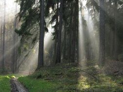 the sun's rays make their way into the forest