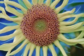 flower with delicate petals in the garden