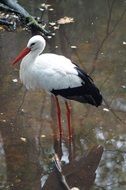 white stork in the pond