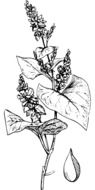 A picture of a plant in biology