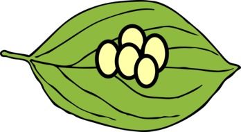 butterfly larvae on a green leaf drawing