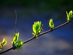 Green young leaves summer spring