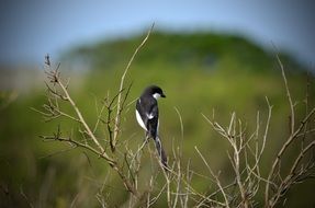 wildlife of a bird