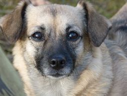 dog looking straight, portrait