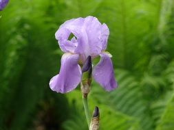 light purple iris close-up