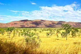 field with yellow plants in australia