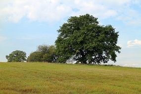 Picture of the trees on a meadow