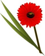 drawing of red flowerand long green leaves