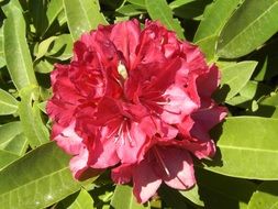 bright pink rhododendron