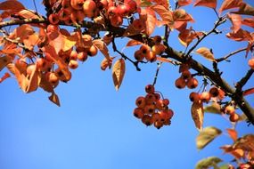 Red berries on a tree branch in autumn
