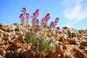 Erysimum is a genus of flowering plants in the botanical family Brassicaceae