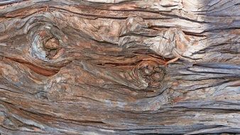 wavy texture of tree bark