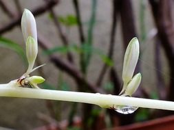 fresh white leaves on a branch