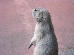 Gopher on the wall