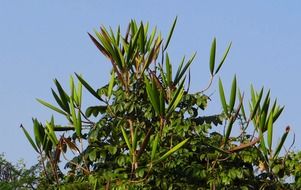 green african tulip against the sky