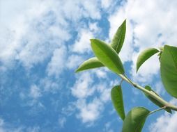 Green branch against the cloudy sky