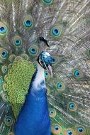 peacock is a bird with bright plumage