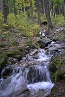 landscape of forest stream bed