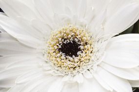 white gerbera close up