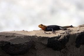 Lizard on the rock in nature