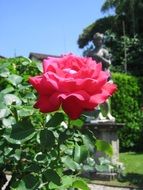 red lush rose on a bush in the park