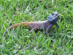 lizard chameleon on green grass close up