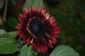 dark pink flower plant close