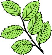 beech leaf drawing