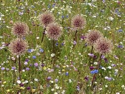 colorful summer meadow park