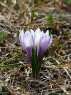 extraordinarily beautiful spring crocus