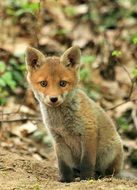 beautiful and delightful small fox