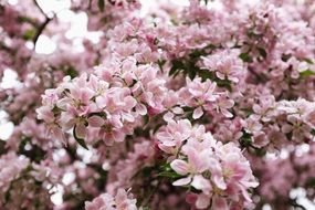cute pink flowers close