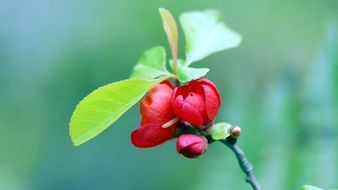 red flowers on a branch close-up